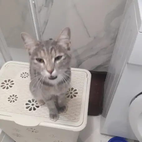 отдам кошку в хорошие руки, фотография 3