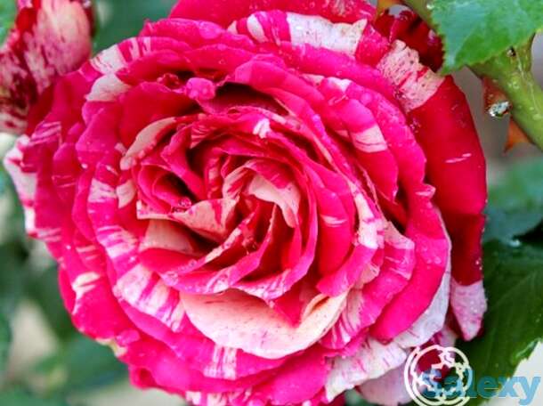 Роза бест импрешен чайно-гибридная, тантау, фотография 1