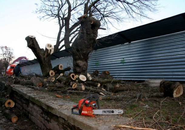 Спил деревьев дешево! , фотография 2