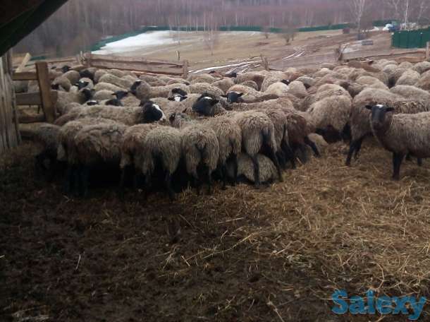 Продам овец романовских, фотография 1