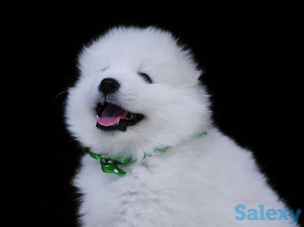 Продам щенков самоеда, фотография 1