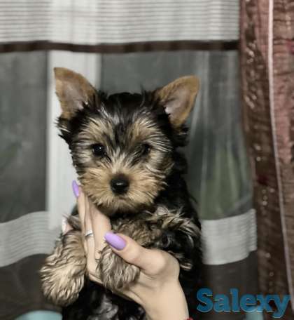 Щенки Йоркширского терьера, фотография 1