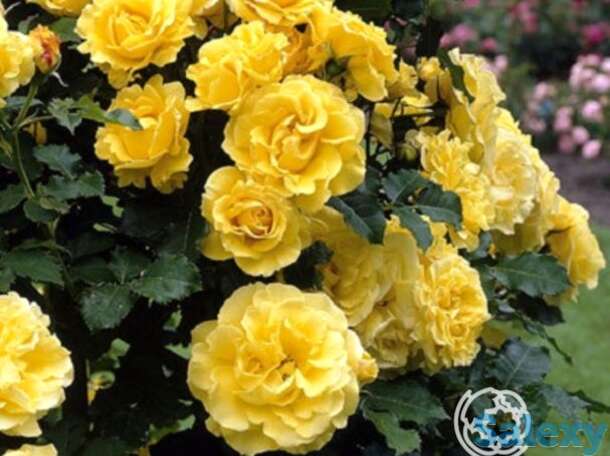 Роза оллголд  флорибунда, топалович, фотография 1