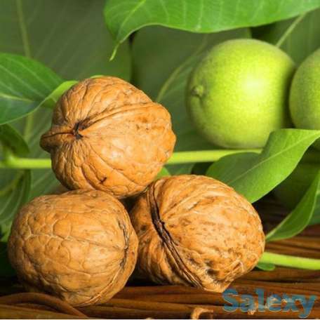 Саженец грецкого ореха 