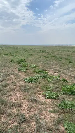 Продаются земельные участки общей площадью 18,34 га, фотография 3