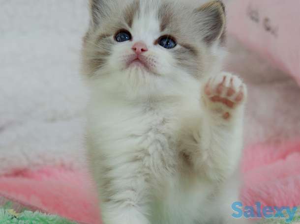 Великолепные котята породы Рэгдолл, фотография 8