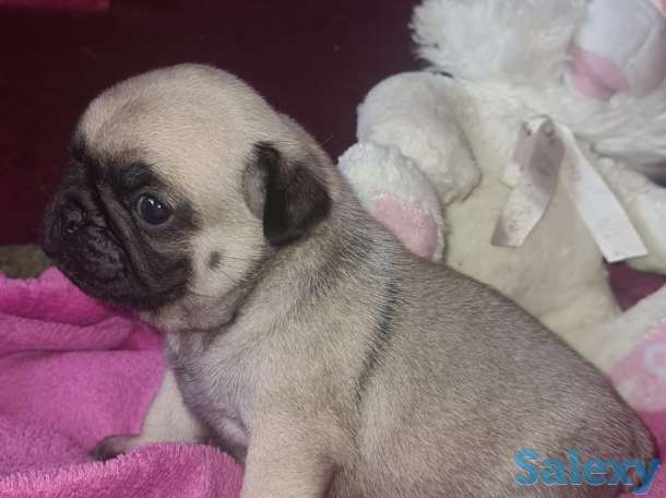 продам щенка мопса, фотография 3