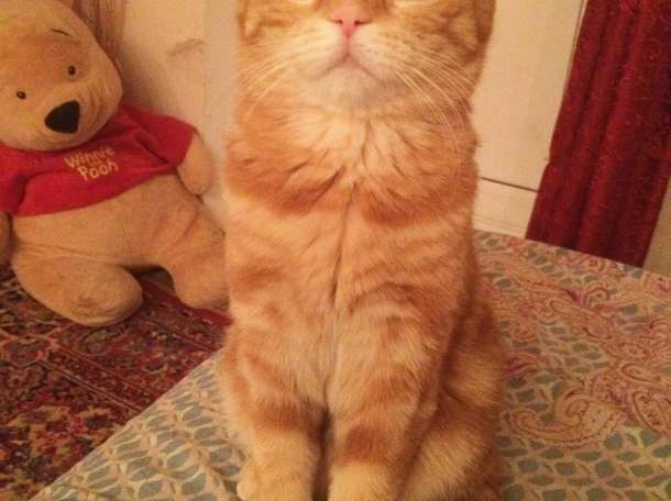 Продам шотландских котят, раннее бронирование , фотография 7