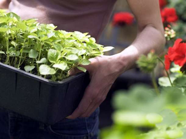 озеленение цветами, фотография 4