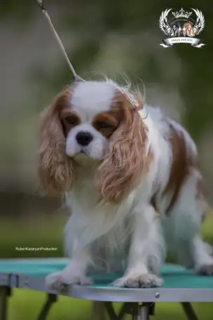 Профессиональный питомник ANGEL MECHTY., фотография 10