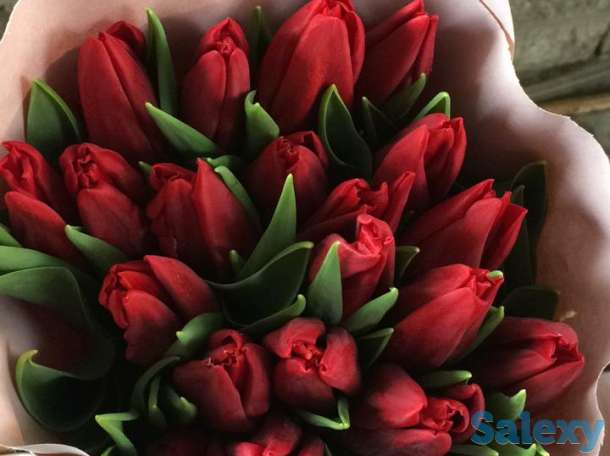 Голландские тюльпаны 10 лучших сортов,оптом и в розницу !, фотография 3