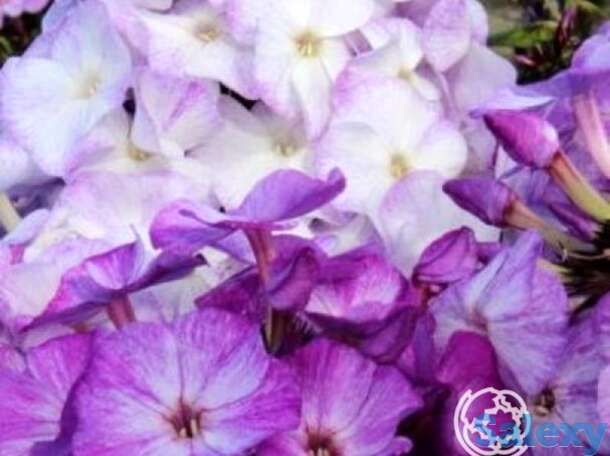 Флокс метельчатый фрикли блу шейдес, фотография 1