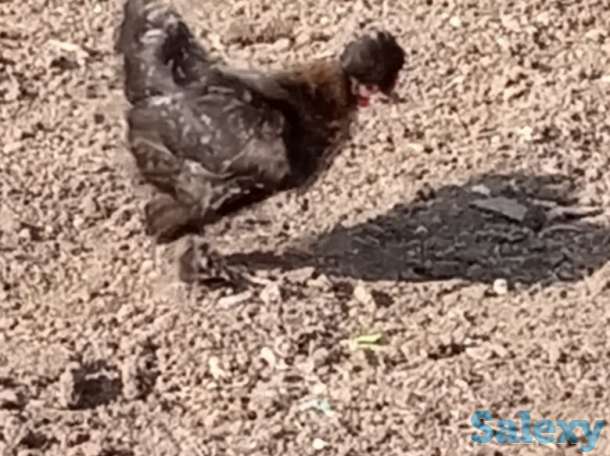 Карликовые куры Бентамки, фотография 3