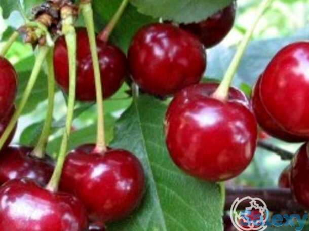 Вишня фея, фотография 1