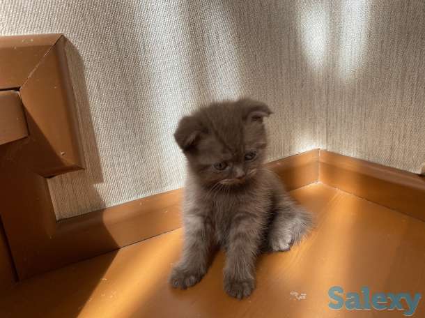 Котята вислоухие, фотография 9