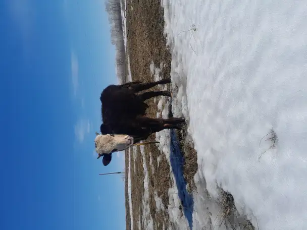 Бычок, фотография 1