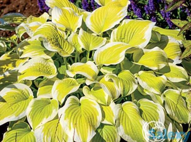 Хоста спринг монинг (m), фотография 1