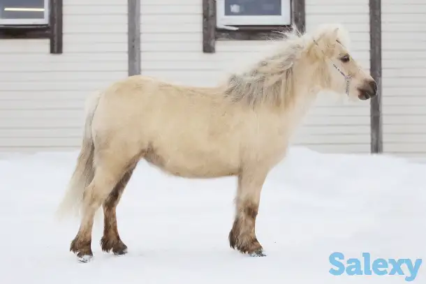 Продажа пони. Пони-ферма., фотография 9