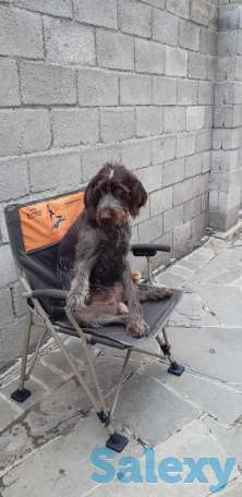 Продам щенков породы драхаар, фотография 3