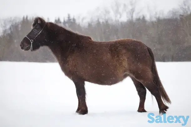 Продажа пони. Пони-ферма., фотография 11