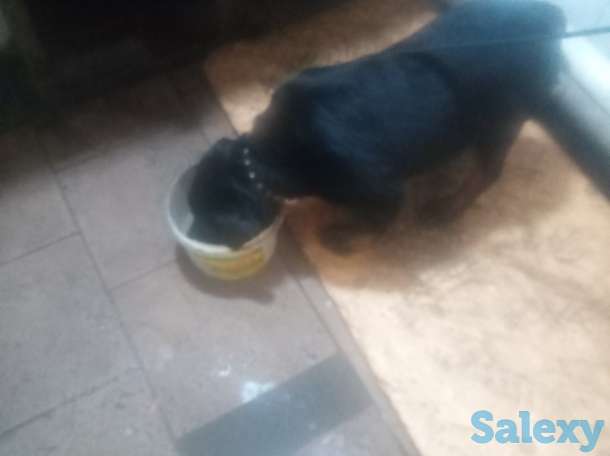 Продам щенка 3-х мес. Суку ротвейлер, фотография 4