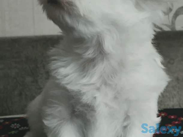 Щенки мальтезе, фотография 2