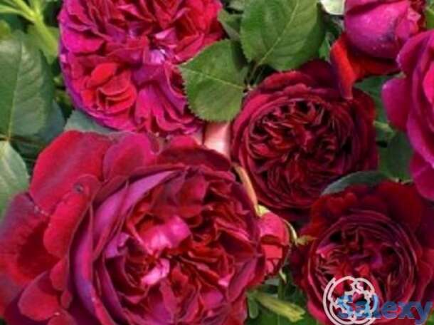 Роза фальстафф, д.остин кустарниковая, фотография 1