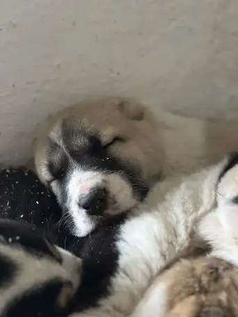 В продаже щенки Алабая, фотография 5