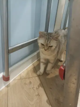 Кошка породистая британская, фотография 2