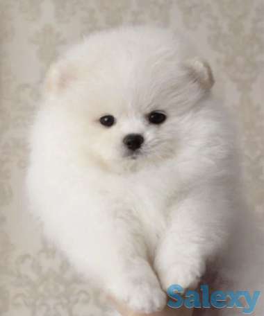 В продаже щенки померашки, фотография 2