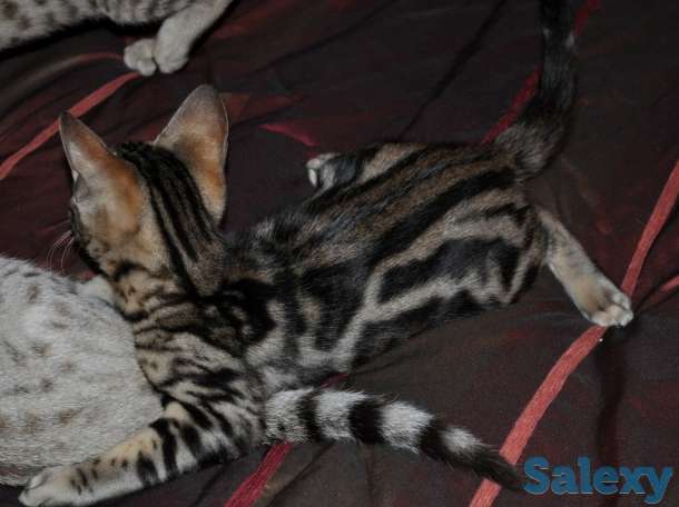 Расписная красота, фотография 4