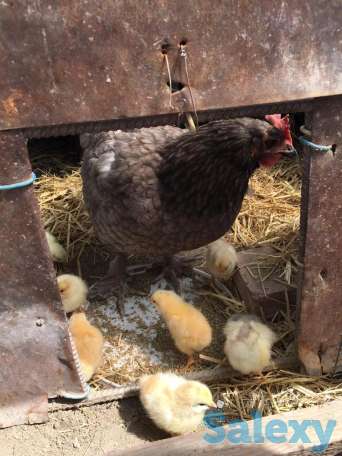 цыплята от домашних кур. балапан уйдін тауыктарынан, фотография 4