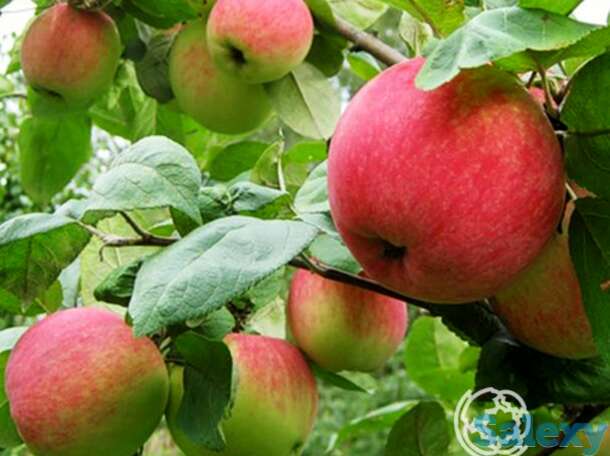 Яблоня бумажное с/п, фотография 1