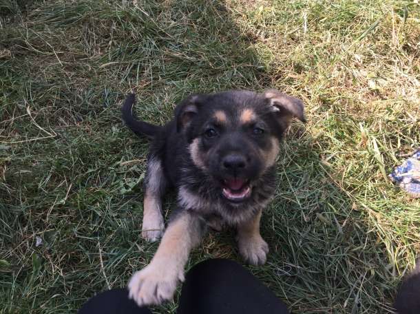 Продам щенков Восточно-Европейской овчарки, фотография 4