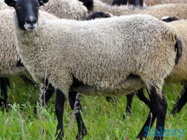 Племенные овцы породы Романовская (скот из Европы класса Элита и Элита Рекорд), фотография 4