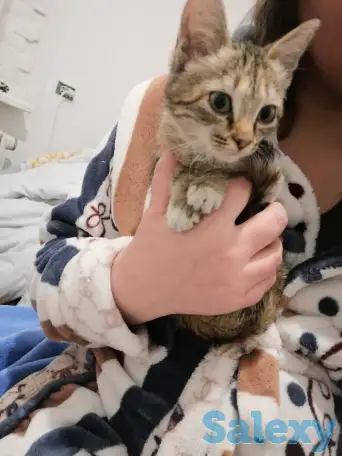 Отдам котёнка, фотография 1