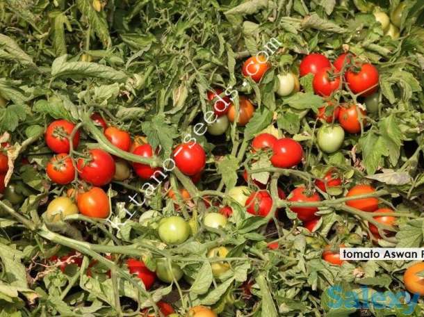 Семена грунтового томата АСВОН F1, KITANO SEEDS, фотография 3