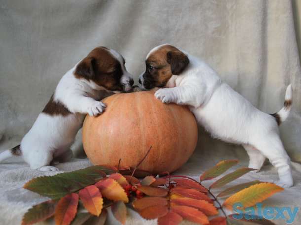 щенки джек рассела, фотография 7