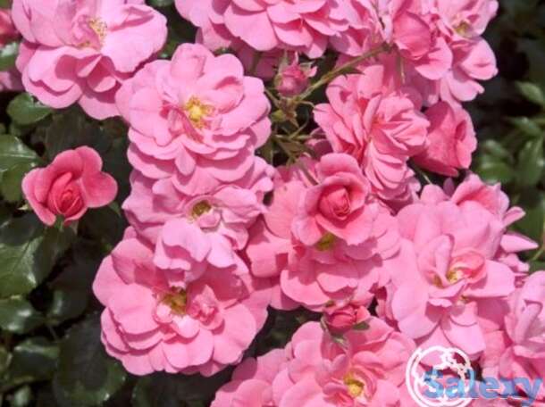 Роза Мираж флорибунда, фотография 1