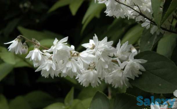 Саженцы, фотография 7