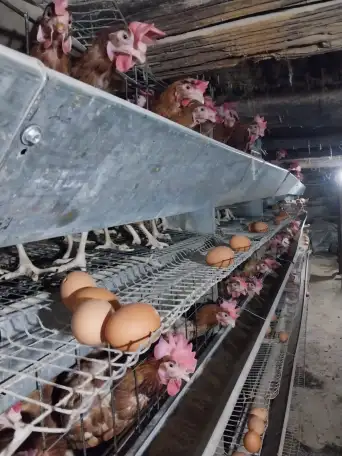 Оборудование для содержания кур несушек, фотография 1