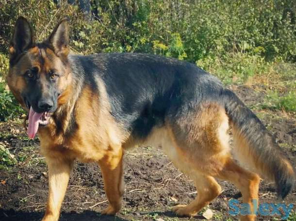 Щенки немецкой овчарки, фотография 8