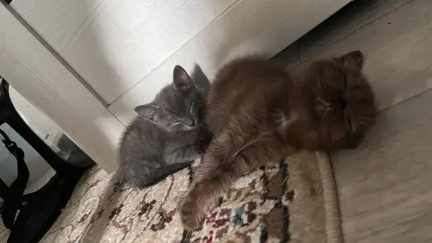 шоколадный котёнок, 3 мес, мальчик, фотография 4