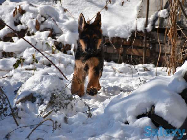 Щенки от Титулованных родителей, фотография 2