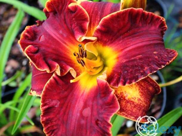 Лилейник ноти ред, фотография 1