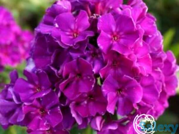 Флокс метельчатый Роберта, фотография 1