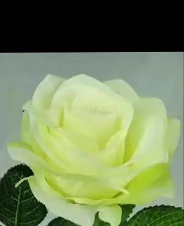 Саженцы роз, фотография 2