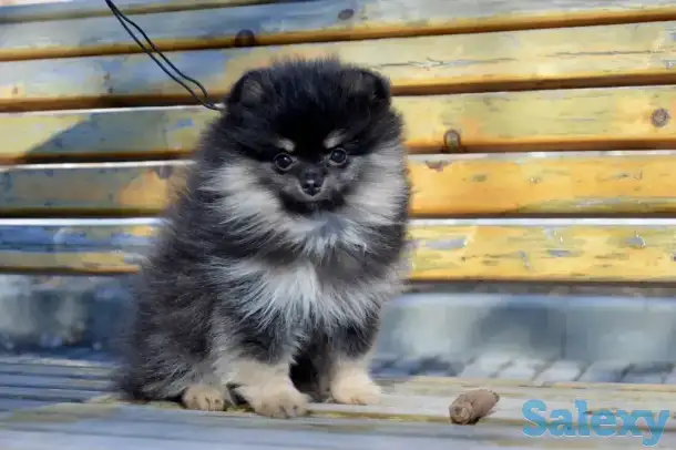 Щенки померанского шпица, фотография 4