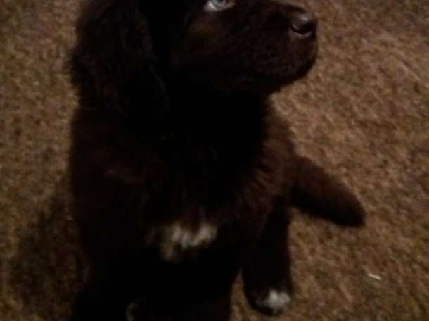 Продам щенка ньюфаундленда , фотография 2