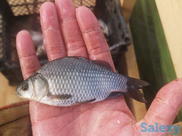 Живец карась, фотография 2